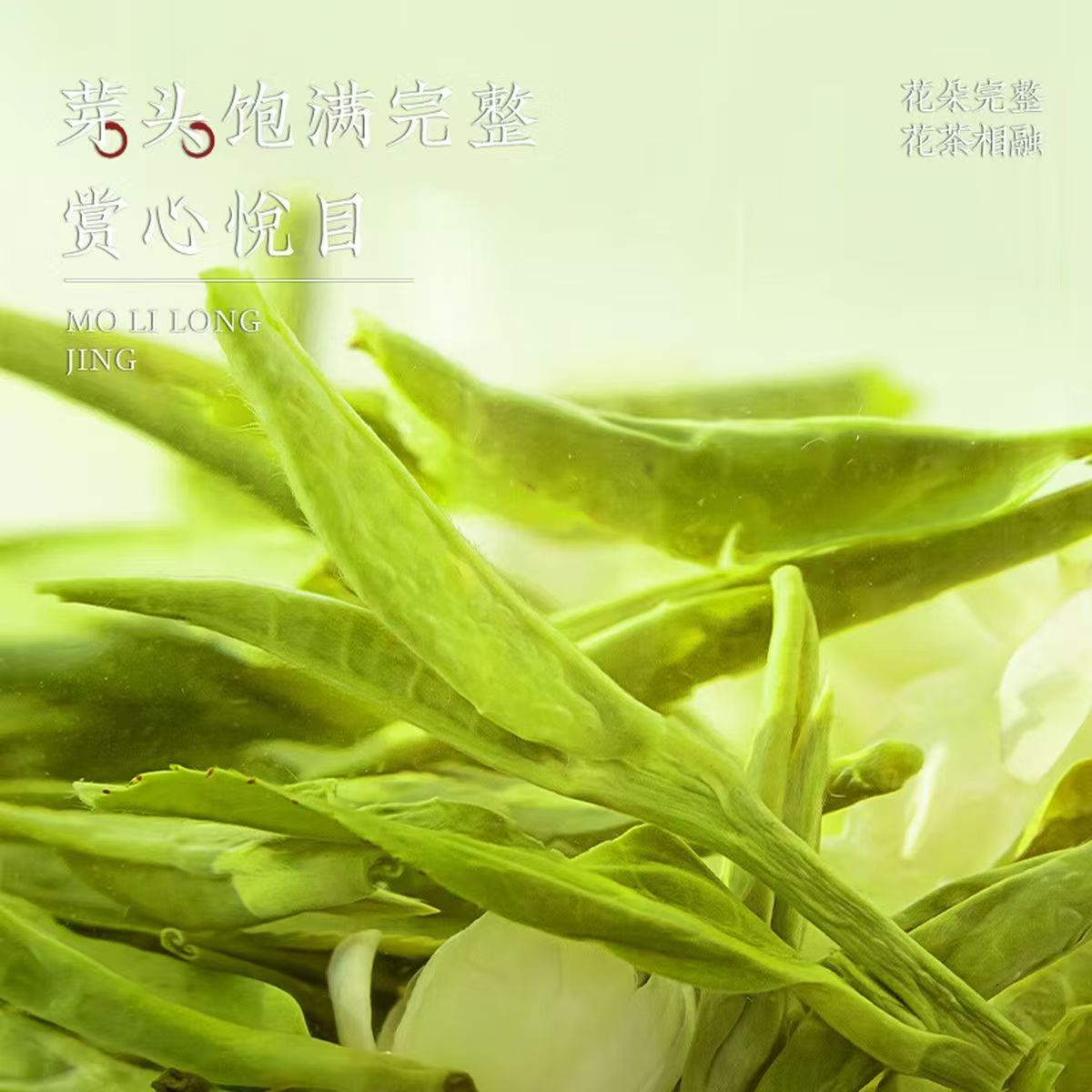 Longjing Melati | Teh Longjing Melati