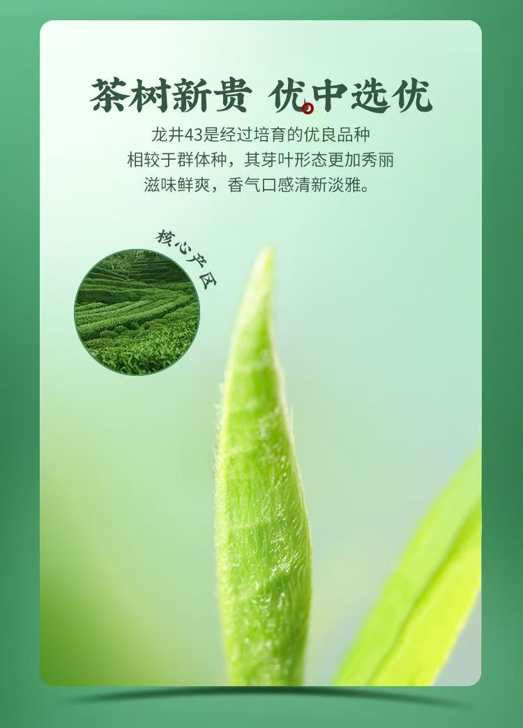 Longjing Mingqian Shifeng | Teh Longjing Mingqian Shifeng